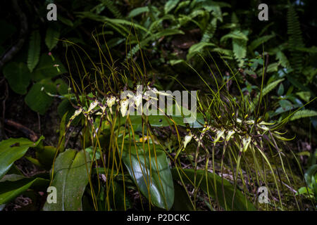 Brassia caudata (orchidée araignée) image prise à Altos del Maria, Panama Banque D'Images