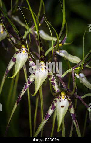 Brassia caudata (orchidée araignée) image prise à Altos del Maria, Panama Banque D'Images