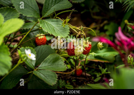 Les fraises sur la plante dans le jardin Banque D'Images