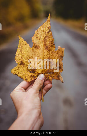 Main tenant une feuille d'érable de l'automne Banque D'Images