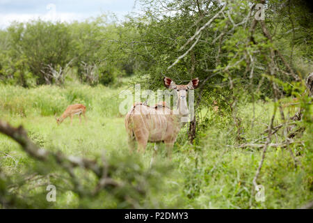 Le Kudu dans Kruger National Game Reserve, Afrique du Sud Banque D'Images