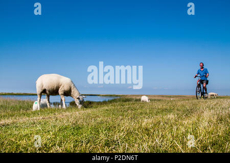 Des cyclistes et des moutons sur la digue, l'île de Fehmarn, Westermarkelsdorf, côte de la mer Baltique, Schleswig-Holstein, Allemagne Banque D'Images