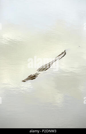 Crocodile swimming in river dans le parc national Kruger Game Reserve Afrique du Sud Banque D'Images