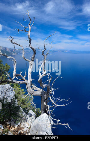 Arbre généalogique de Juniper, au-dessus de la mer, Golfo di Orosei, dans la région montagneuse du paysage côtier, Selvaggio blu, Sardaigne, Italie, Europe Banque D'Images