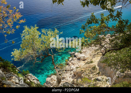 Arbre généalogique olive sur la côte montagneuse au-dessus de la mer, yacht à moteur passant par, Golfo di Orosei, Selvaggio blu, Sardaigne, Italie, Euro Banque D'Images