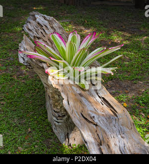 Jardin de Printemps Festival à Gainesville, Floride. Siècle vieux cyprès récupérés de St-Jean, près de Jacksonville. Banque D'Images