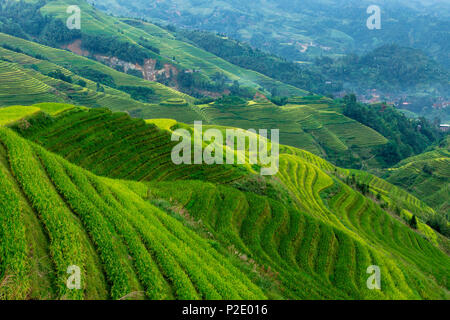 Terrasses de riz en Chine Dazhai Banque D'Images