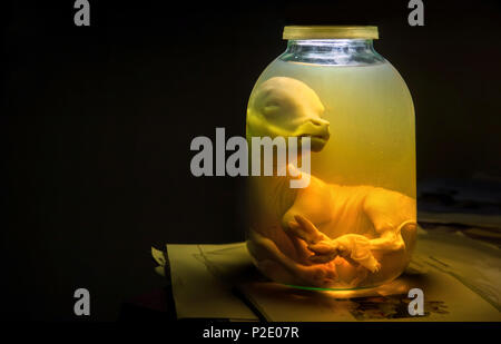 Embryon de veau avec bol en verre dans le formol. Préparation vétérinaire Banque D'Images