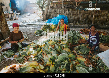 L'île de Lombok, Indonésie - le 23 août 2017 : les personnes travaillant sur la ferme du tabac sur l'île de Lombok, en Indonésie. Banque D'Images