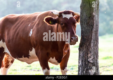 Bull bovins Blanc Bleu Belge Banque D'Images