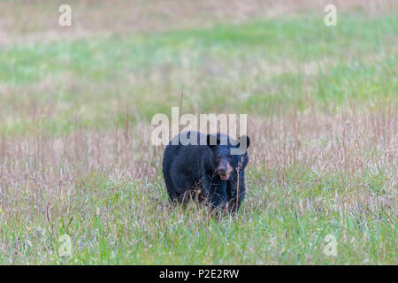 Un ours noir d'Amérique du Nord qui se tient debout dans un champ dans les Smoky Mountains with copy space. Il est face à la caméra. Banque D'Images