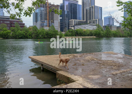 Les personnes bénéficiant de kayak chien jouant sur le quai au parc pour chiens sans laisse situé au parc Zilker Austin Texas USA Banque D'Images