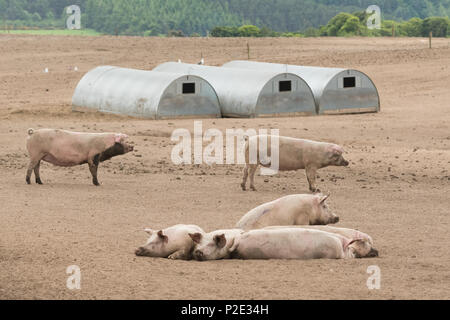 Free Range pig farm Scotland UK Banque D'Images