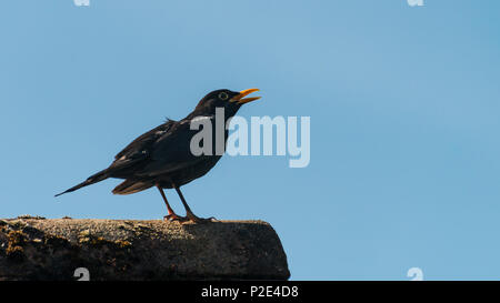 La prise d'un blackbird singing debout sur un toit. Banque D'Images