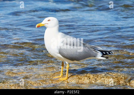 Un guette à pattes jaunes (Larus michahellis) se reposant sur la mer Méditerranée (Parc naturel des Salines, Formentera, Iles Baléares, Espagne) Banque D'Images