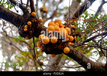 'PAN de indio' est un champignon comestible. Ce champignon orange pousse souvent sur les arbres lenga, comme ici dans le parc national de Tierra del Fuego en Argentine. Banque D'Images