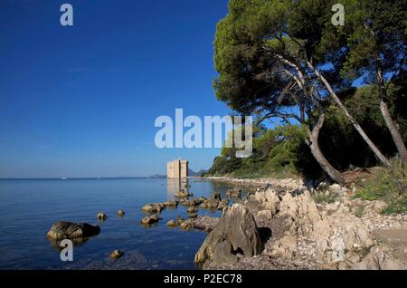 France, Alpes Maritimes, Cannes, Iles de Lérins, l'île Saint Honorat Pines sur une crique de l'île Saint Honorat, avec la tour fortifiée à l'arrière-plan Banque D'Images