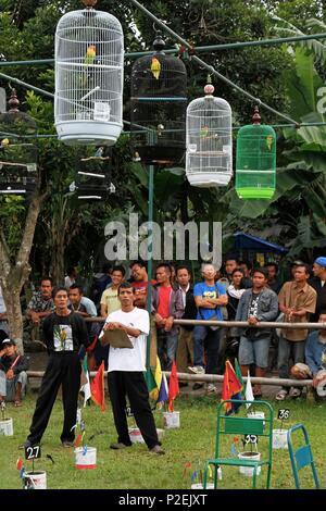 L'Indonésie, de Java, Yogyakarta, l'homme participing dans un concours de chants d'oiseaux sur le marché aux oiseaux Banque D'Images