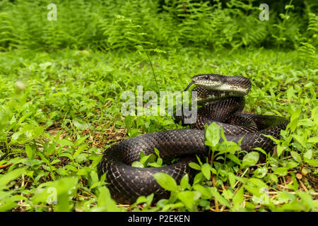 Couleuvre obscure en vert fougères - Pantherophis alleghaniensis Banque D'Images