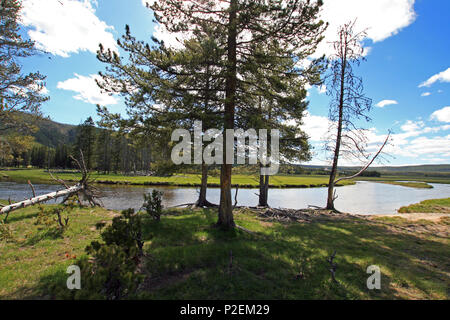 Gibbon qui traverse prés Gibbon dans le Parc National de Yellowstone dans le Wyoming United States Banque D'Images