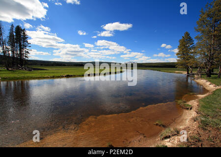 Gibbon qui traverse prés Gibbon dans le Parc National de Yellowstone dans le Wyoming United States Banque D'Images