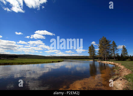 Gibbon qui traverse prés Gibbon dans le Parc National de Yellowstone dans le Wyoming United States Banque D'Images