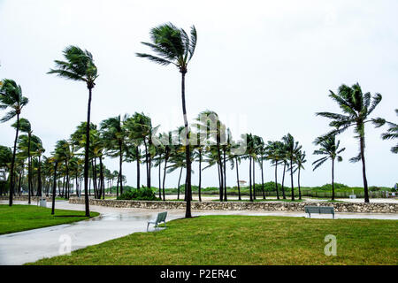 Miami Beach Florida, Lummus Park, Hurricane Irma, vents de force de tempête tropicale, palmiers se pliant, pluvieux, frondes soufflant, déserte, venteux, FL170911040 Banque D'Images
