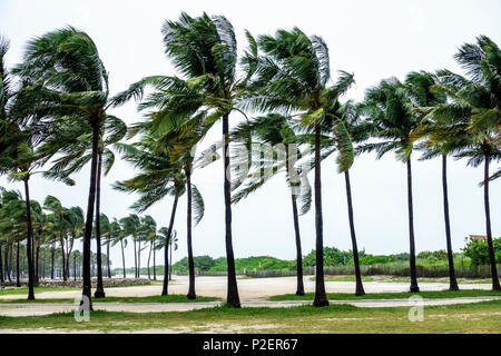 Miami Beach Florida, Lummus Park, Hurricane Irma, vents de force de tempête tropicale, palmiers se pliant, pluvieux, frondes soufflant, déserte, venteux, FL170911043 Banque D'Images