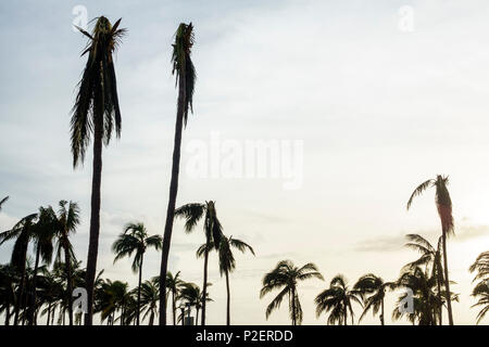 Miami Beach Florida,Lummus Park,Hurricane Irma,dégâts,frondes de palmiers,FL170911058 Banque D'Images