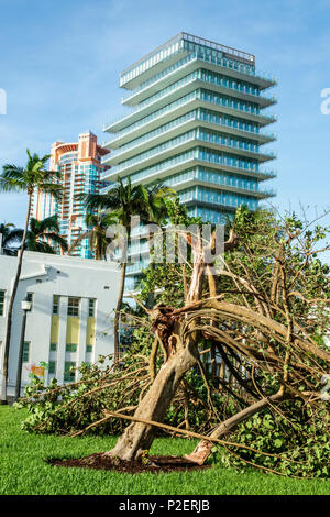 Floride,FL Sud,Miami Beach,Marjory Stoneman Douglas Park,Hurricane Irma,dommages causés par le vent,arbres tombés en bas,bâtiment de haute élévation,arbres de raisin de mer,visi Banque D'Images