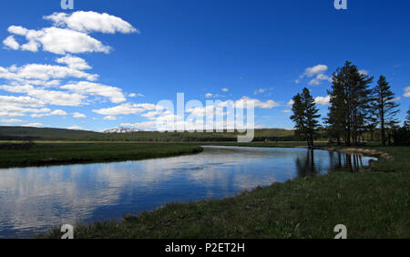 Gibbon qui traverse prés Gibbon dans le Parc National de Yellowstone dans le Wyoming United States Banque D'Images