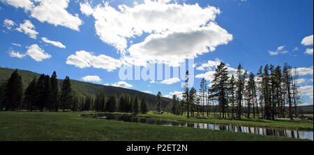 Gibbon qui traverse prés Gibbon dans le Parc National de Yellowstone dans le Wyoming United States Banque D'Images