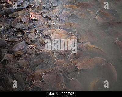 Groupe d'irisation, requin, poisson-chat rayé Sutchi Catfish (Pangasianodon Hypophthalmus) Natation et En attente d'un peu de nourriture Banque D'Images