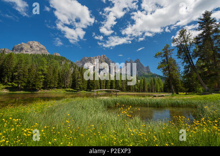 Antorno, Lac de montagne, fleurs, pont, groupe Cadini, Dolomites, Alpes, Italie, Europe Banque D'Images