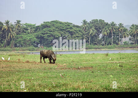 Bison sauvage indien dans l'herbe de pâturage sur des terres sèches d'un lit de lac Banque D'Images