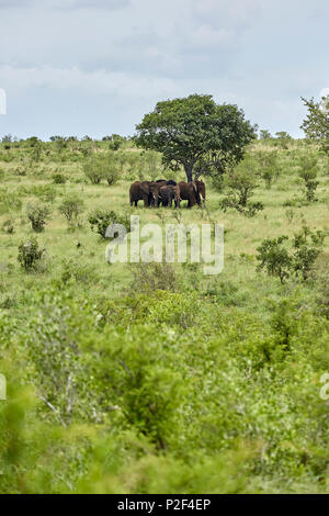 Les éléphants sous les arbres dans le parc national Kruger, Afrique du Sud Banque D'Images