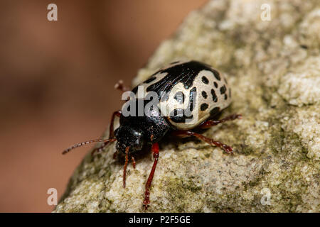 L'orme calligrapha beetle - Calligrapha scalaris Banque D'Images