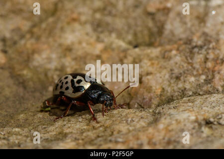 L'orme calligrapha beetle - Calligrapha scalaris Banque D'Images