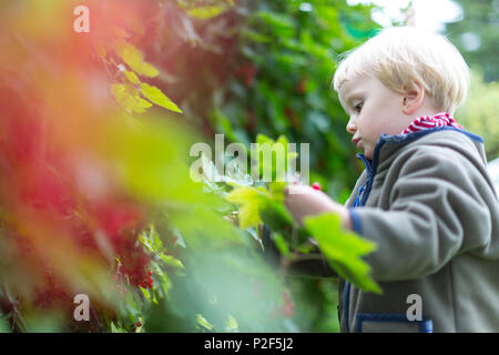 Deux ans girl picking groseilles dans le jardin, la récolte, biologique, fille, mer Baltique, M., Bornholm, Danemark, Europe Banque D'Images