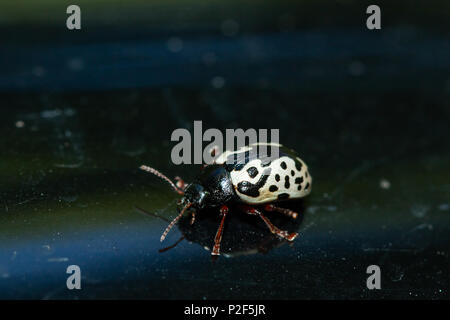 L'orme calligrapha beetle - Calligrapha scalaris Banque D'Images