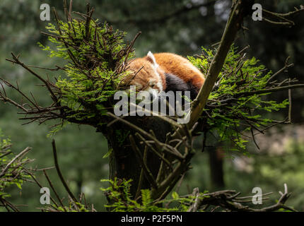 Le panda rouge endormi dans l'arbre Banque D'Images