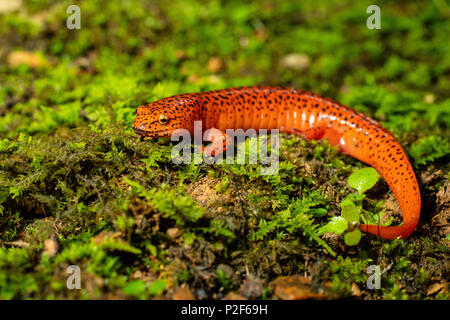 Salamandre rouge du nord - Pseudotriton ruber Banque D'Images