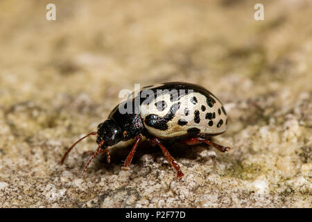 L'orme calligrapha beetle - Calligrapha scalaris Banque D'Images