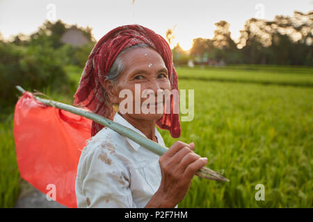 Les rizières, les champs de riz Penestanan, Ubud, Bali, Indonésie Banque D'Images