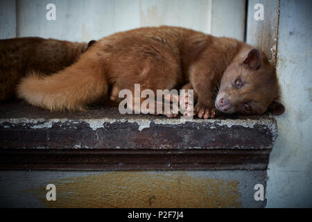 Civet De Chat Photo Stock Alamy