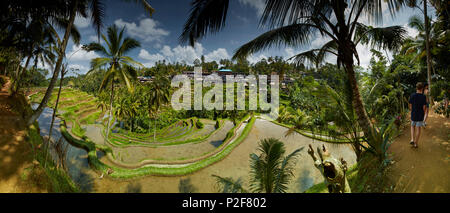 Terrasses de riz, Tegalallang, Bali, Indonésie Banque D'Images