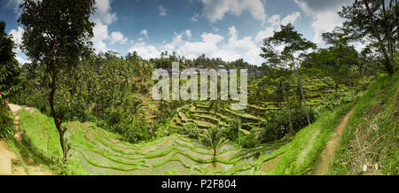 Terrasses de riz, Tegalallang, Bali, Indonésie Banque D'Images