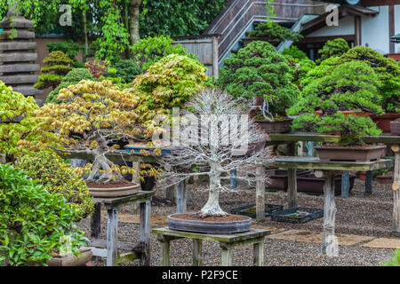 En automne à Bonsai Bonsaï, Musée Shunkaen Edogawa-ku, Tokyo, Japon Banque D'Images