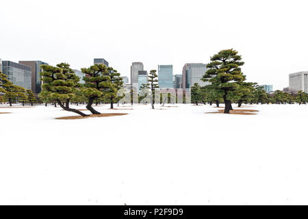 La neige et les arbres de pins avec des gratte-ciel autour de Palais Impérial, Chiyoda-ku, Tokyo, Japon Banque D'Images