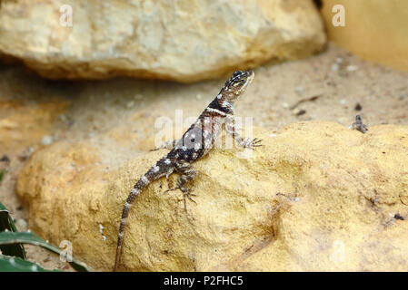 La vedette ou Hardun (Agama stellio Laudakia) assis sur la pierre Banque D'Images